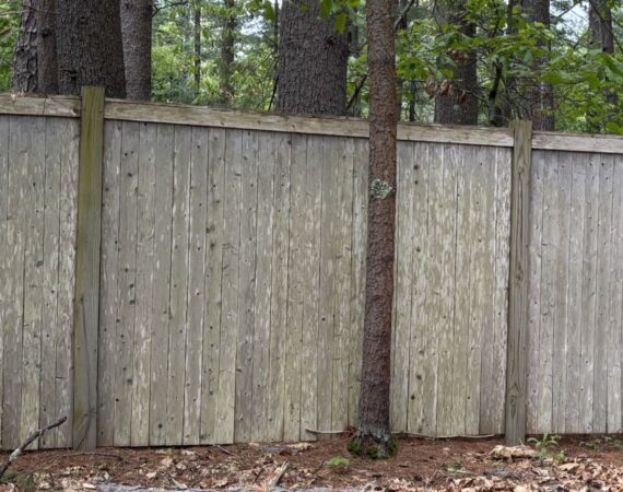 Weathered northern white cedar privacy fence in wooded Massachusetts landscape showing long-term durability and natural aging after decades of exposure to New England weather.