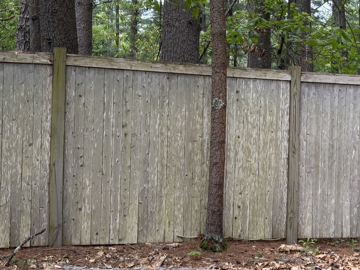 Weathered northern white cedar privacy fence in wooded Massachusetts landscape showing long-term durability and natural aging after decades of exposure to New England weather.